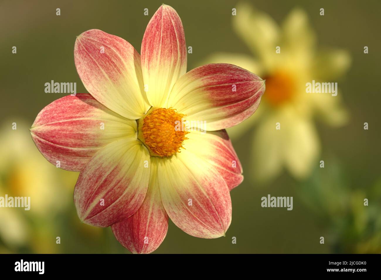 Flores Dahlia Minion - Dahlia Pinnata cerrar muy delicado y hermoso Foto de stock