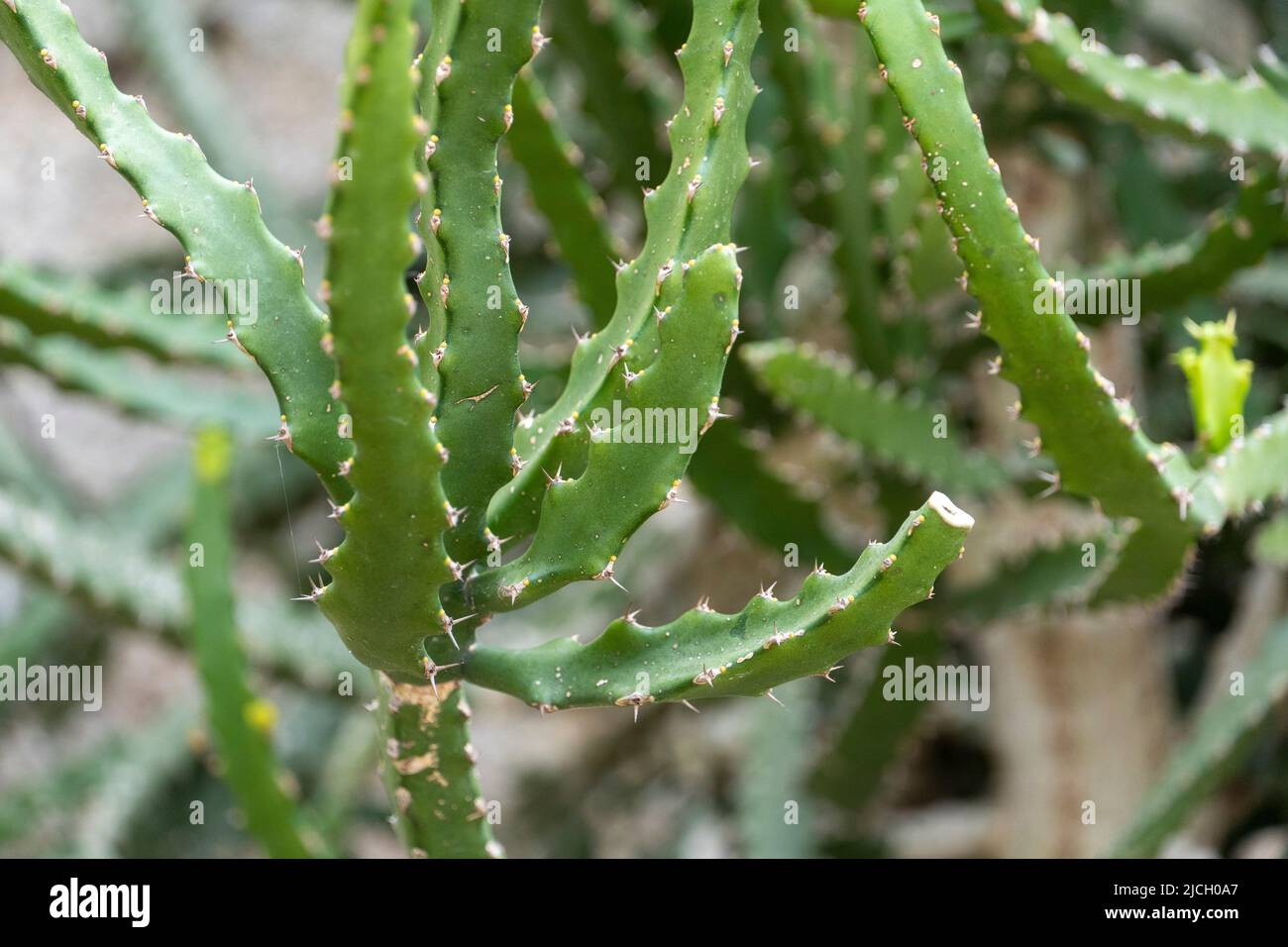 Cerca de cactus Foto de stock