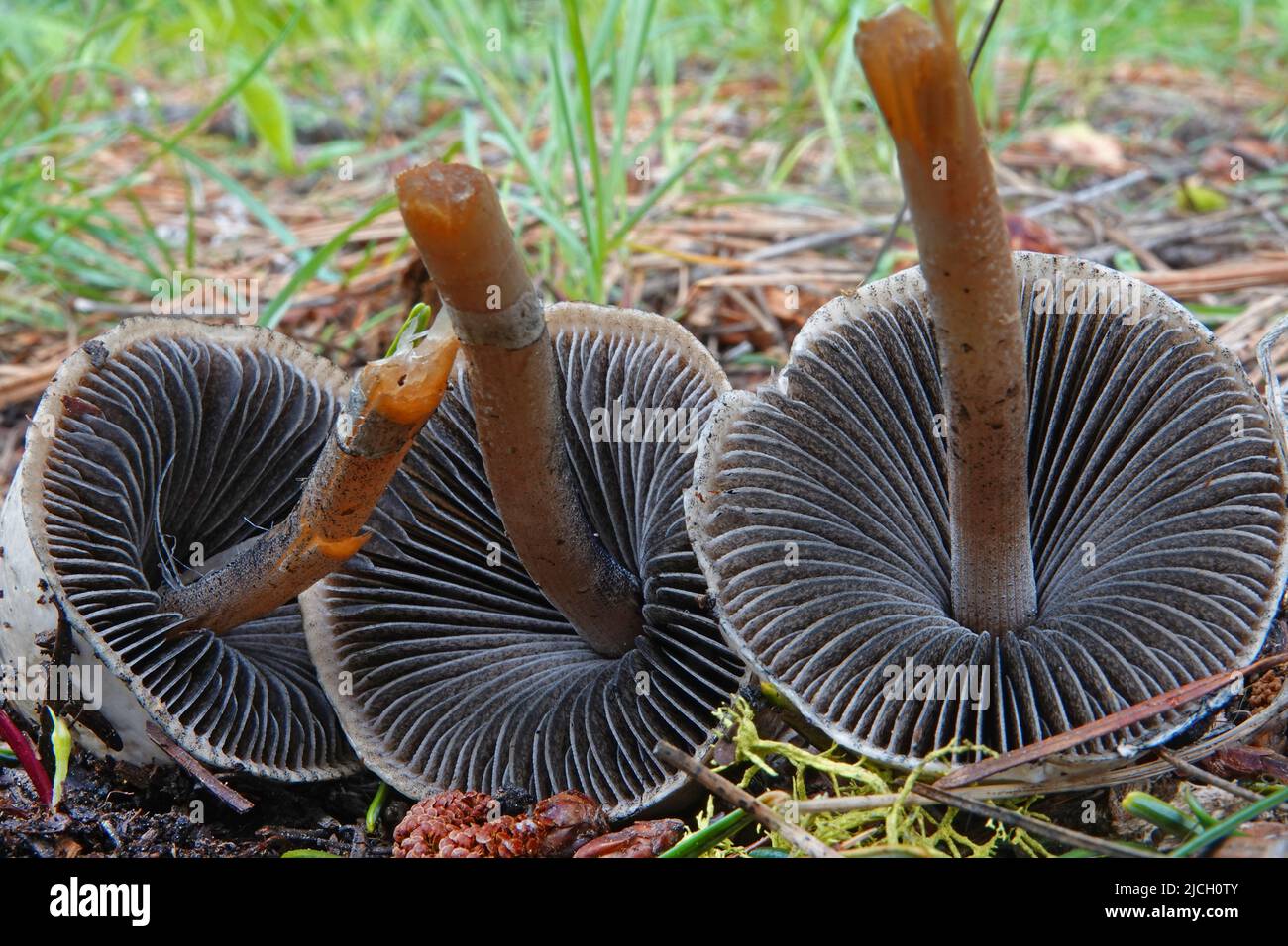 Las branquias y la estipa de un hongo Panaeolus semiovatus, en el suelo del bosque en las montañas Ochoco del centro de Oregón. Foto de stock
