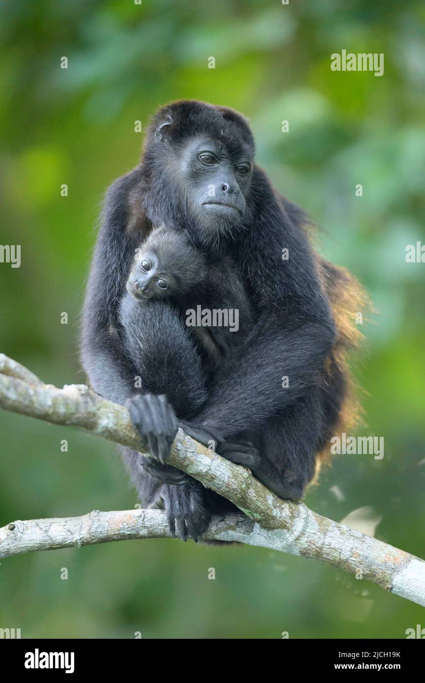 Un mono aullador con un bebé en la selva baja de Panamá Foto de stock