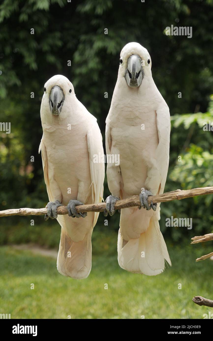 Encantadora pareja blanca Cockatoo Bird posando y besándose Foto de stock