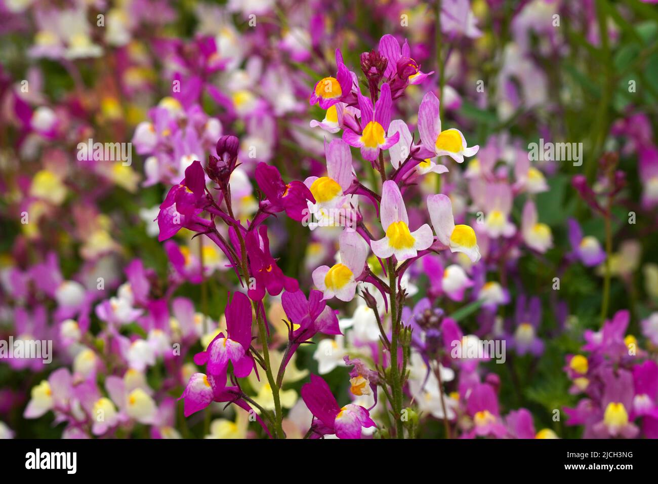 Primer plano de Snapdragon estimulado, Linaria maroccana, floreciendo Foto de stock