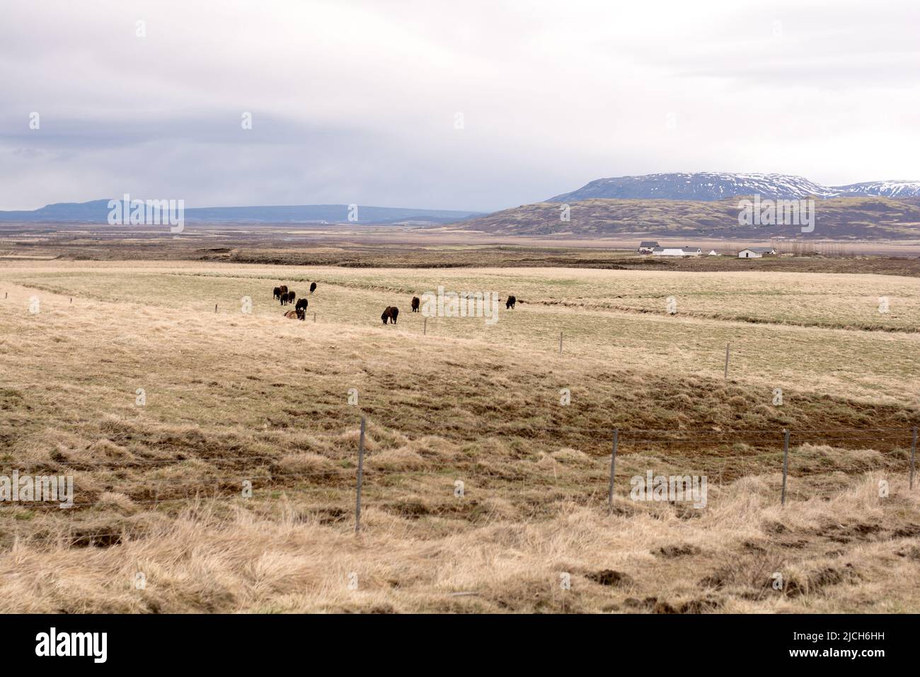 Caballos en el campamento en Islandia en invierno Foto de stock
