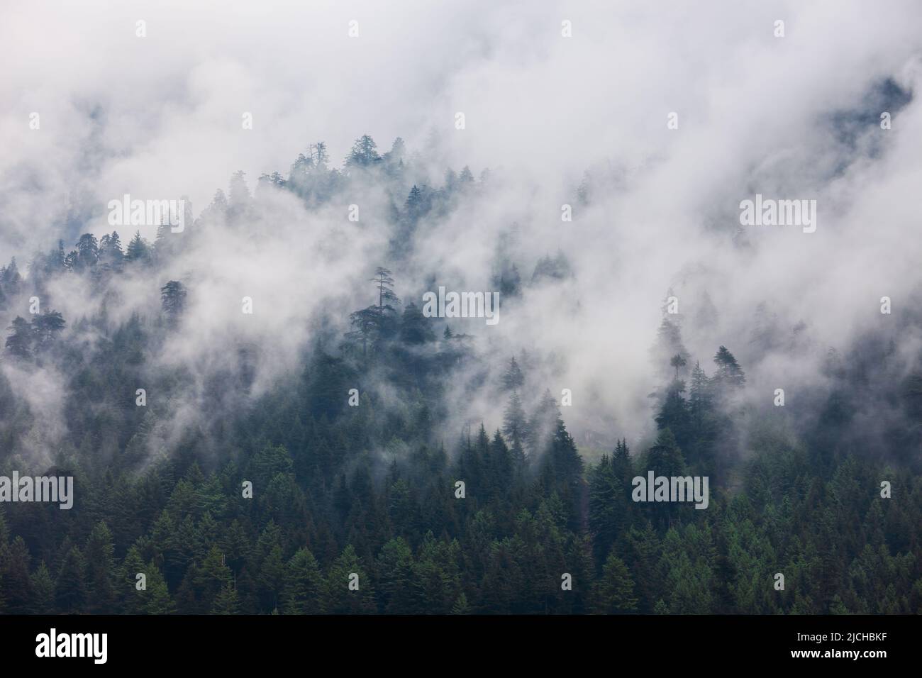 Vista panorámica del paisaje de la ladera boscosa de la montaña en nubes con las coníferas perennes en niebla Foto de stock