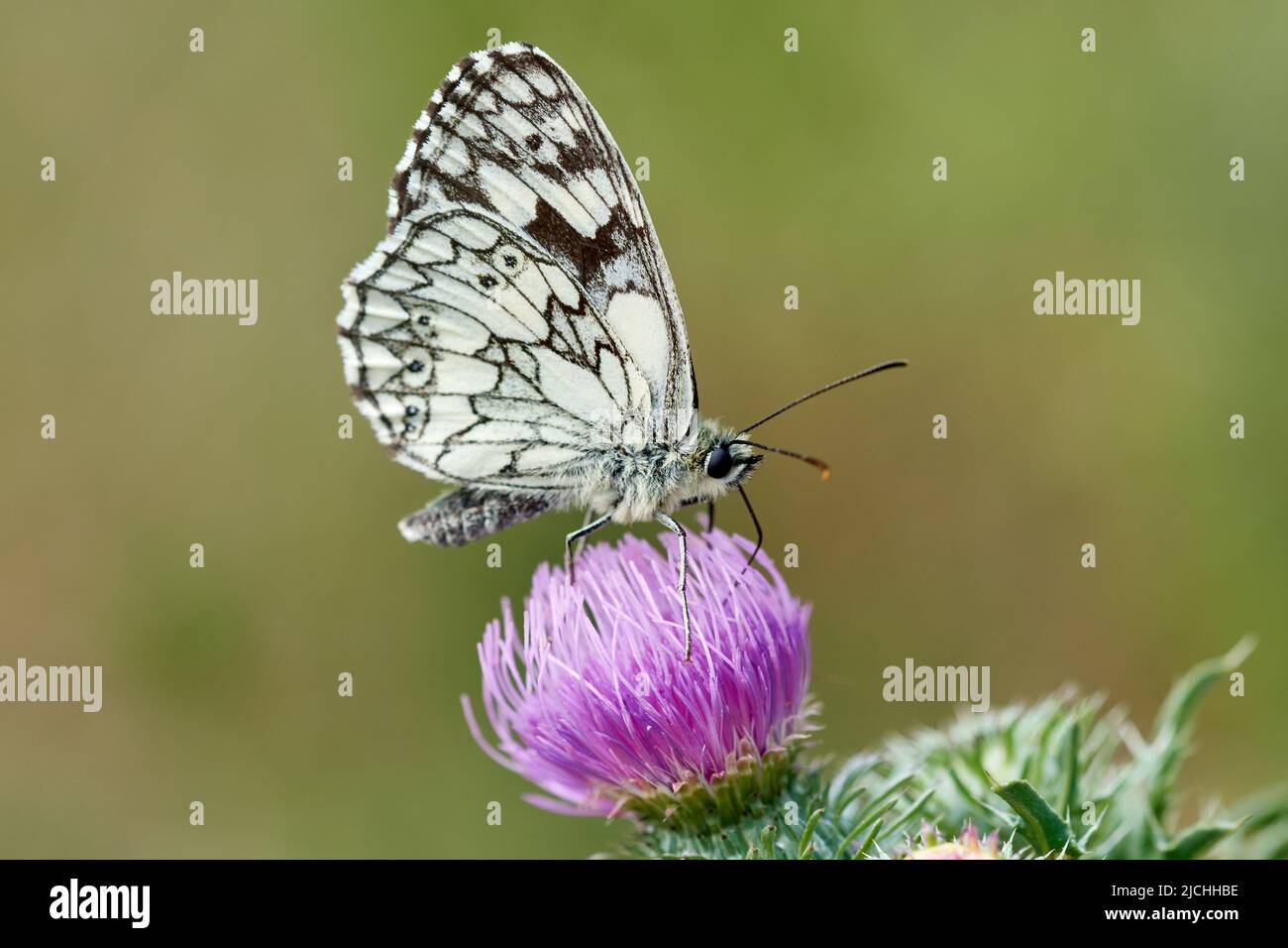 Vista ventral de una mariposa masculina de mármol blanco (Melanargia galathea) sobre flor salvaje púrpura Foto de stock