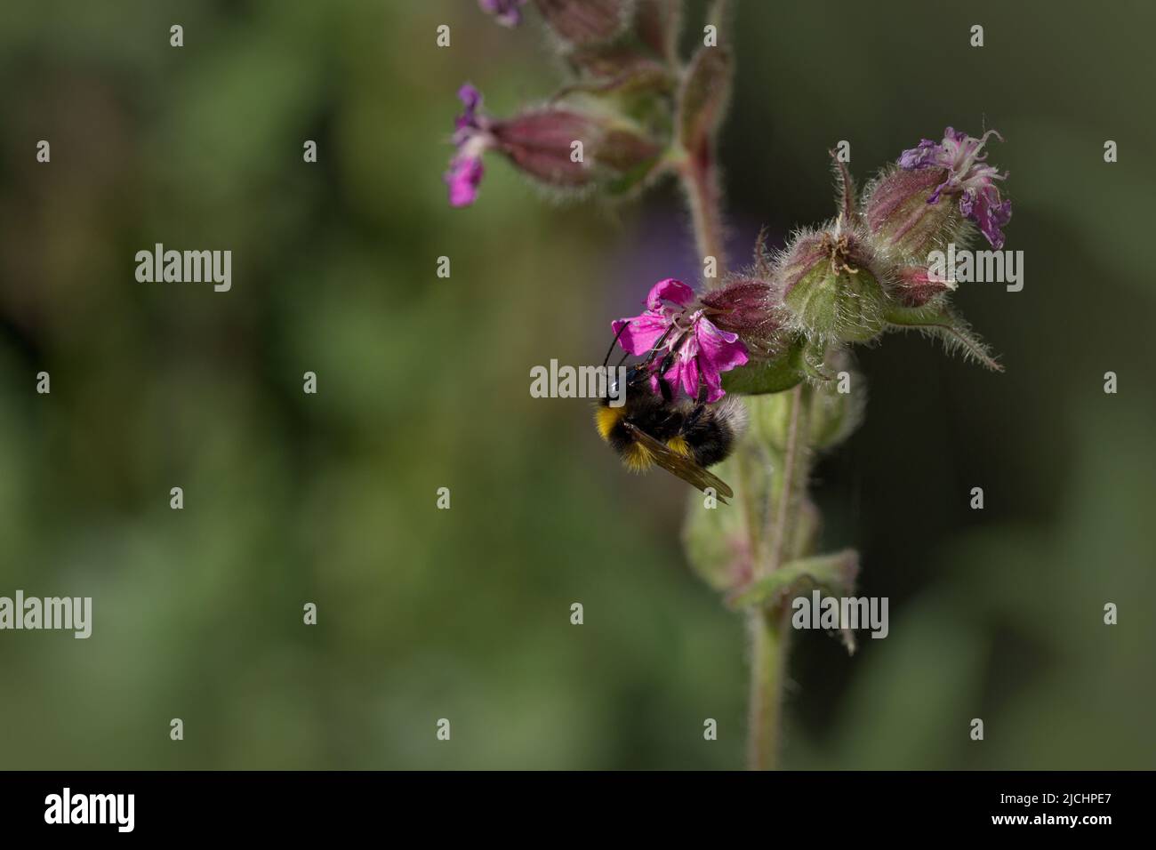 Fotografía macro de un abejorro en flor en verano Foto de stock
