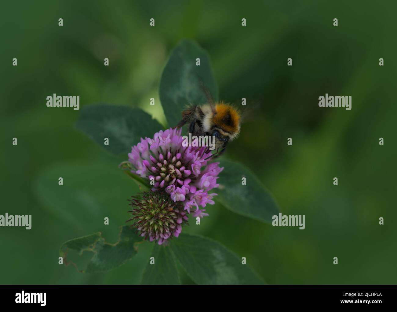 Fotografía macro de un abejorro en flor en verano Foto de stock