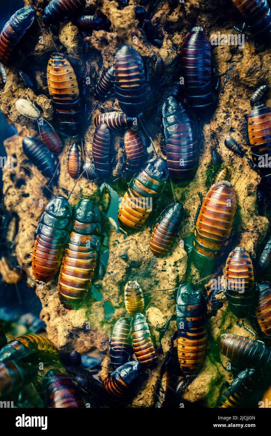 Imagen de cerca de una colonia de cucarachas hisantes de Madagascar (Gromphadorhina portentosa) Foto de stock