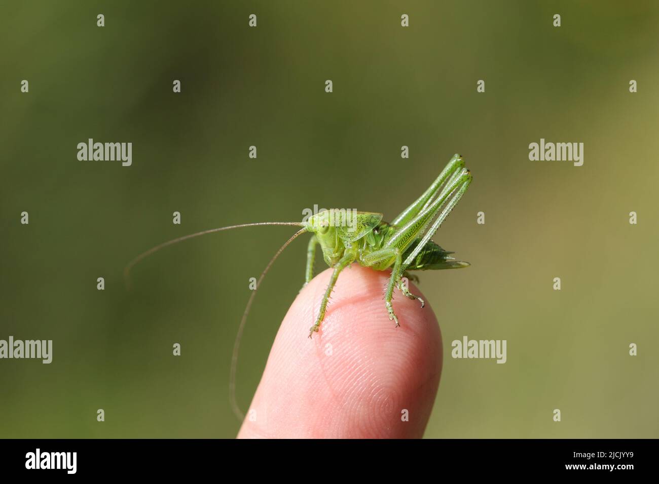 Un gran cricket verde, Tetigonia viridissima, descansando sobre un dedo de la gente disfrutando del sol. Foto de stock