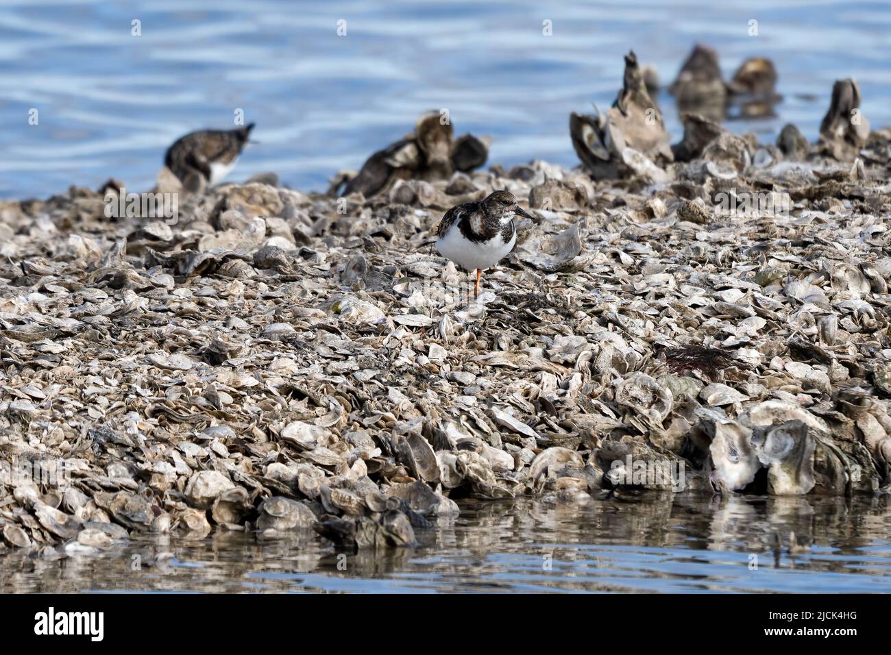 Ruddy Turnstones, Arenaria Interpres, forrajeo en una isla de conchas de ostras en el Refugio Nacional de Vida Silvestre Aransas, Texas. Foto de stock