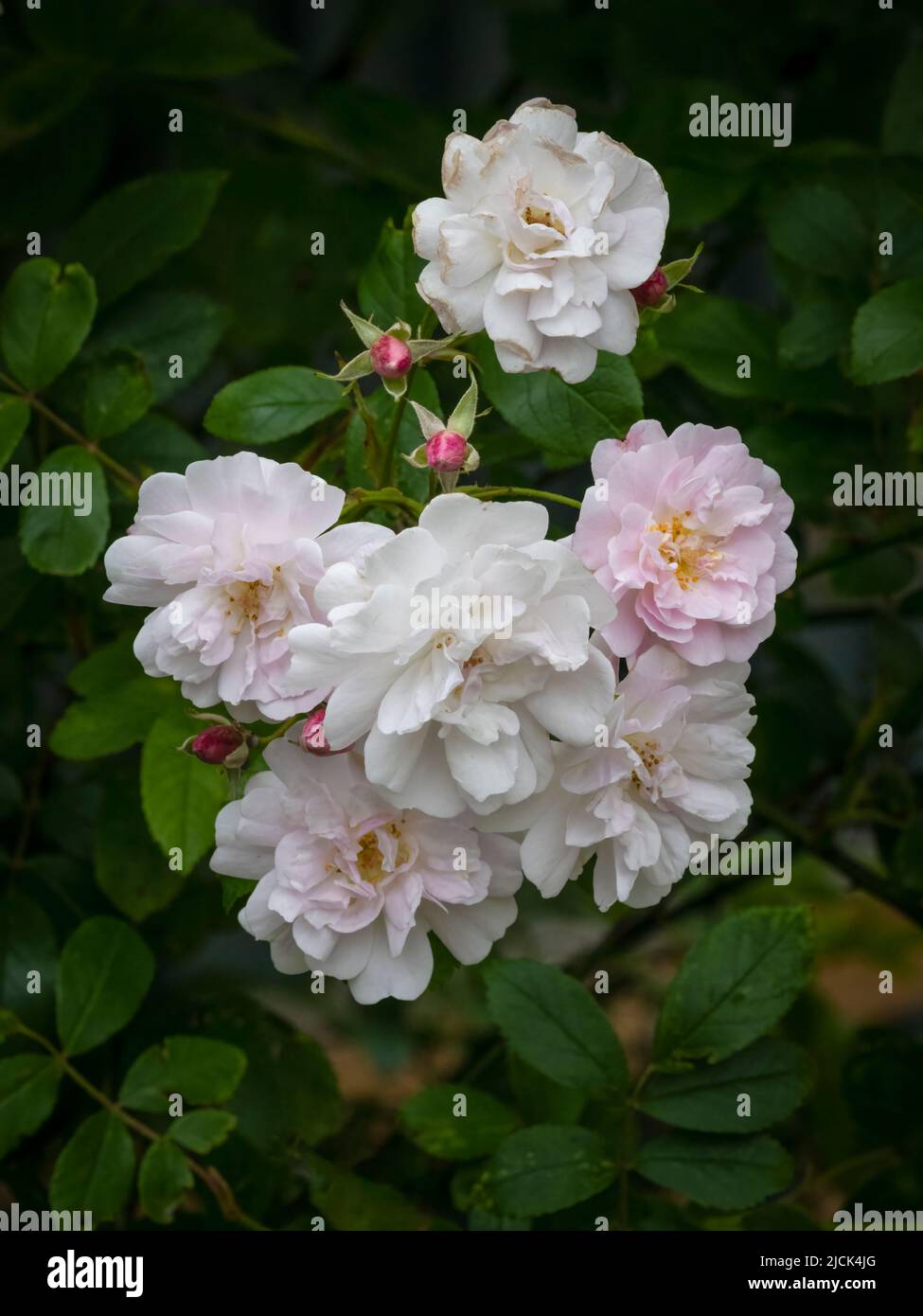 Una masa de hermosas, fragantes, rosas pálidas que se ramillan Foto de stock