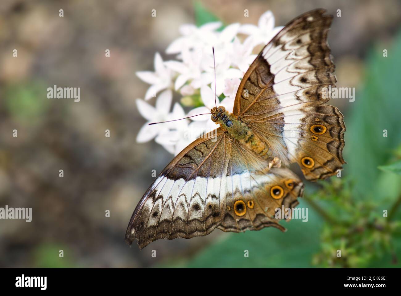 Mariposa malaya crucero - Vindula dejone, hermosa mariposa amarilla y naranja de los prados y bosques del sudeste asiático, Malasia. Foto de stock