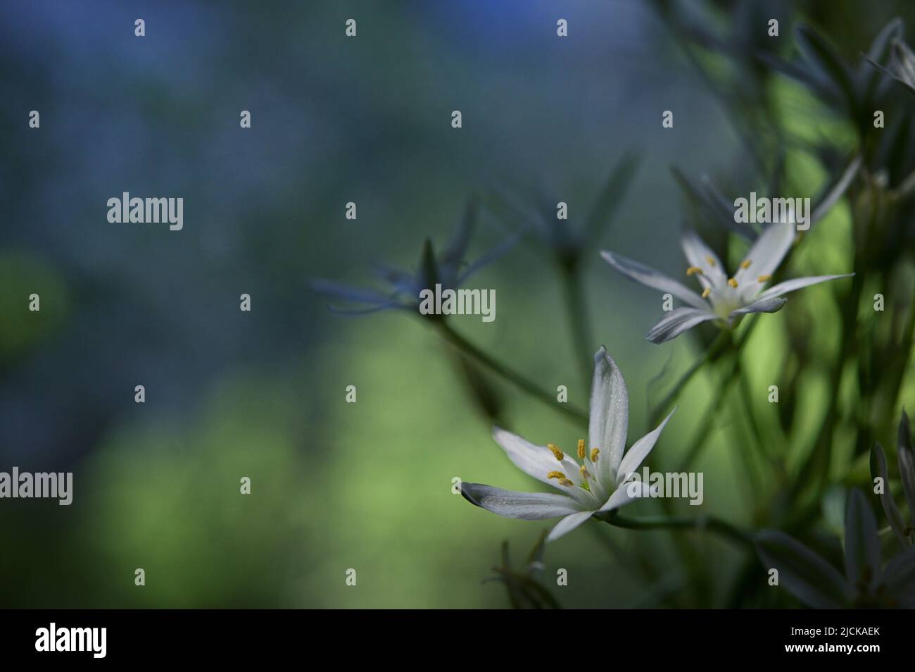 Primer plano Flores blancas de Ornithogalum umbellatum o Estrella de Belén Foto de stock