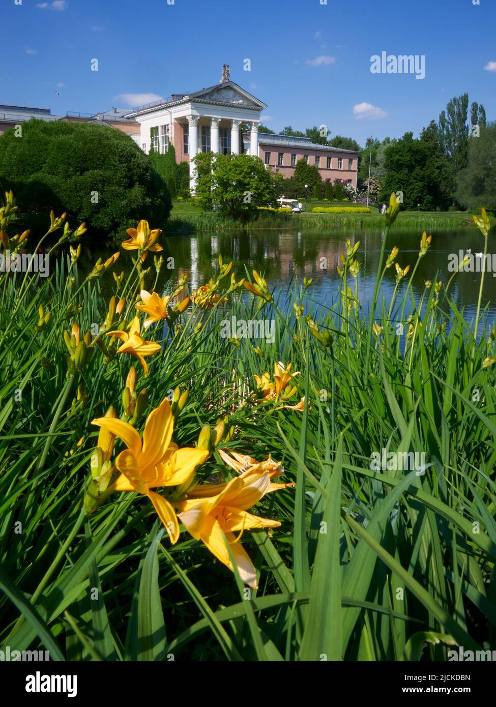 Jardín Botánico Estatal, Moscú, Rusia. Día soleado. Vista a través del estanque, flores amarillas en primer plano. Foto de stock
