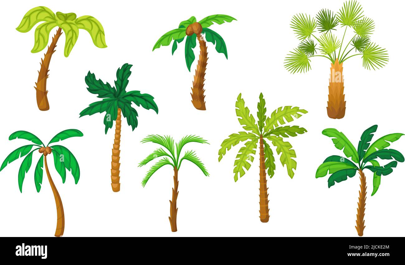 Árbol de la palma de dibujos animados. Palmeras tropicales planas de coco. Selvas verdes aisladas, plantas de playa de hawaii o bosques exóticos. Vacaciones en la isla de verano vector ordenado Imagen Árbol de la palma de dibujos animados. Palmeras tropicales planas de coco. Selvas verdes aisladas, plantas de playa de hawaii o bosques exóticos. Vacaciones en la isla de verano vector ordenado Imagen