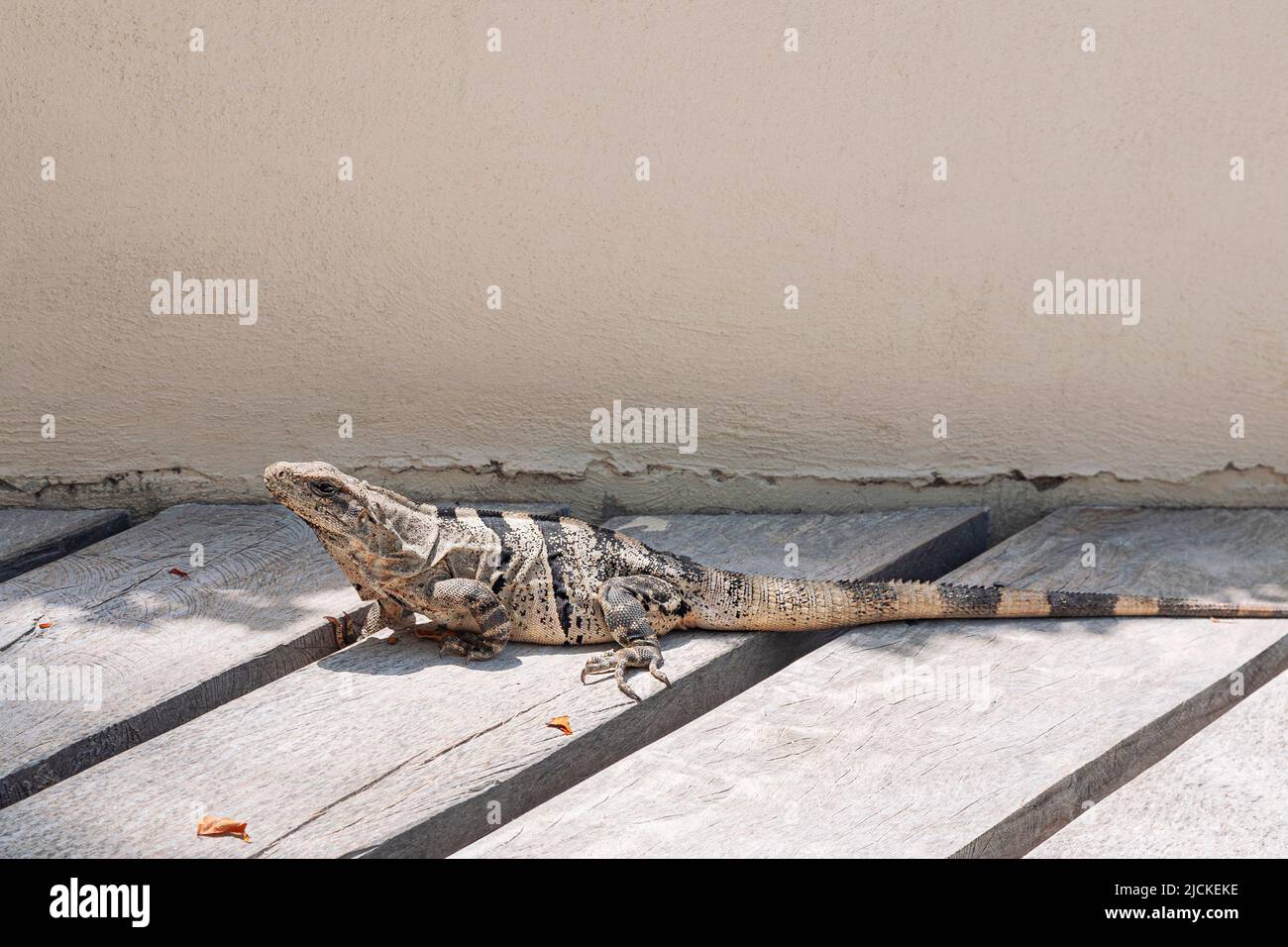 Una iguana en un suelo de madera en México Foto de stock