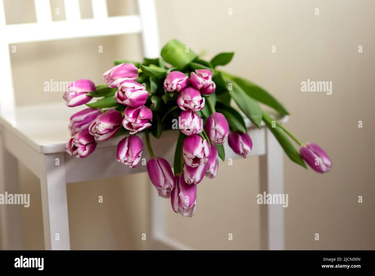 Los tulipanes púrpura se encuentran en una silla blanca, en una habitación Foto de stock
