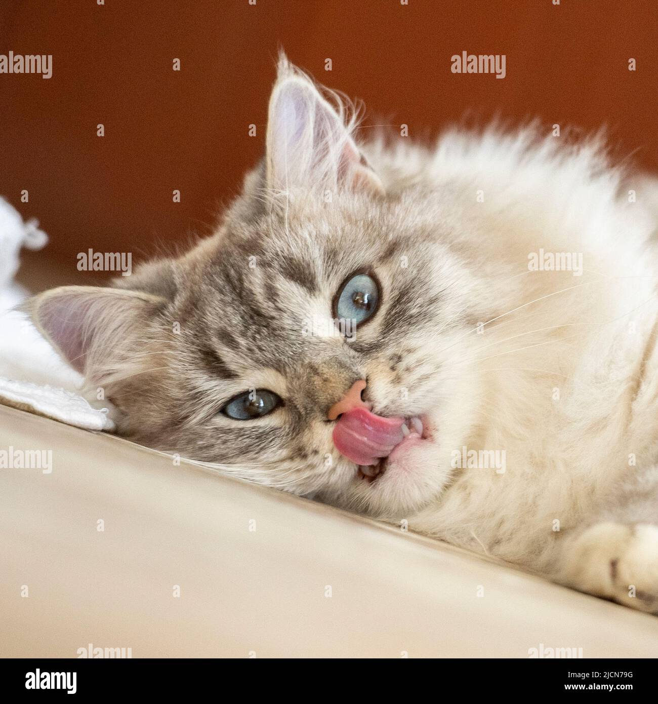 Gato siberiano tumbado en el suelo con la lengua extendida Foto de stock