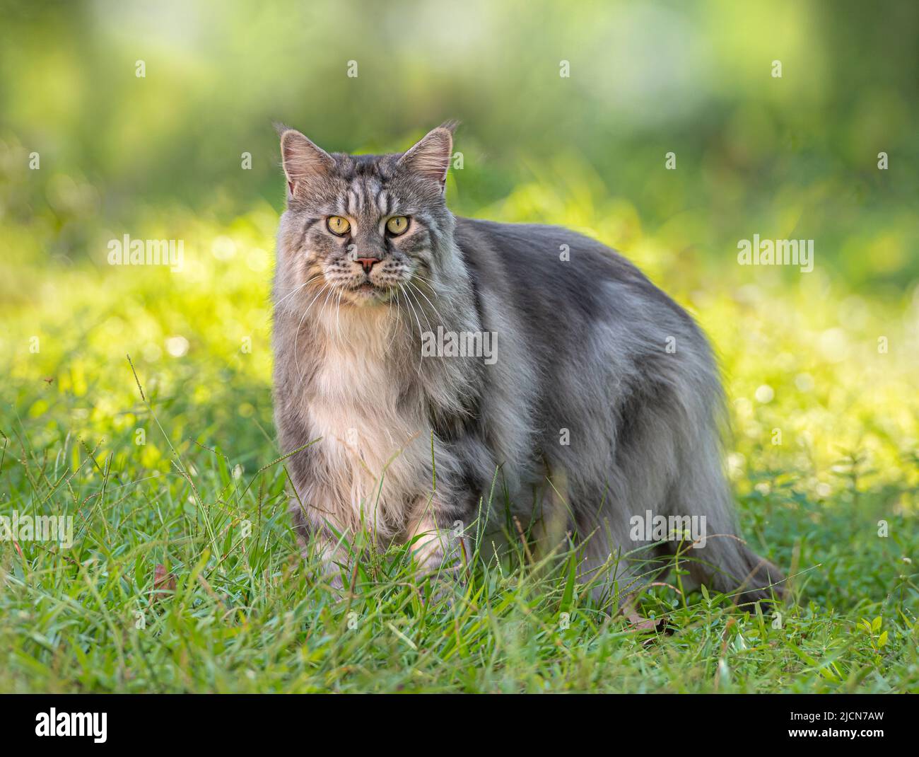 Hombre adulto Maine Coon Cat al aire libre en césped Foto de stock