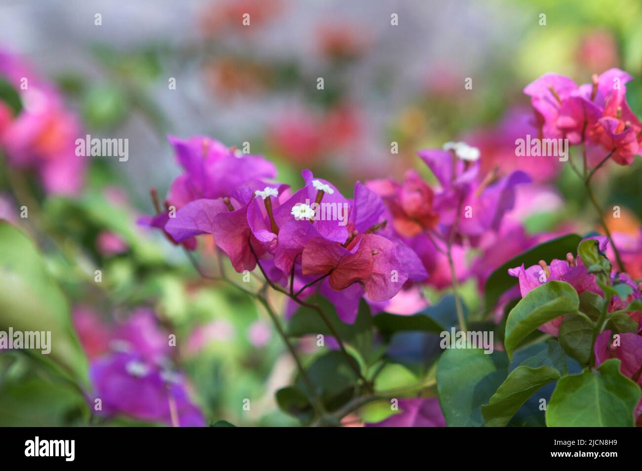 Violeta brillantes bugambilias planta que crecen en el Parque Hawaii  Fotografía de stock - Alamy