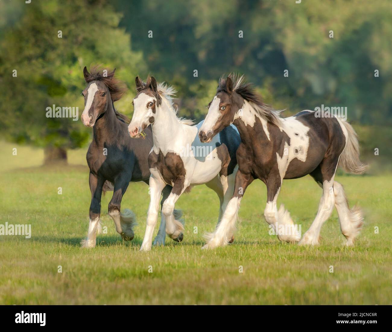 Grupo de potros de caballos Gypsy Vanner corriendo en el paddock Foto de stock