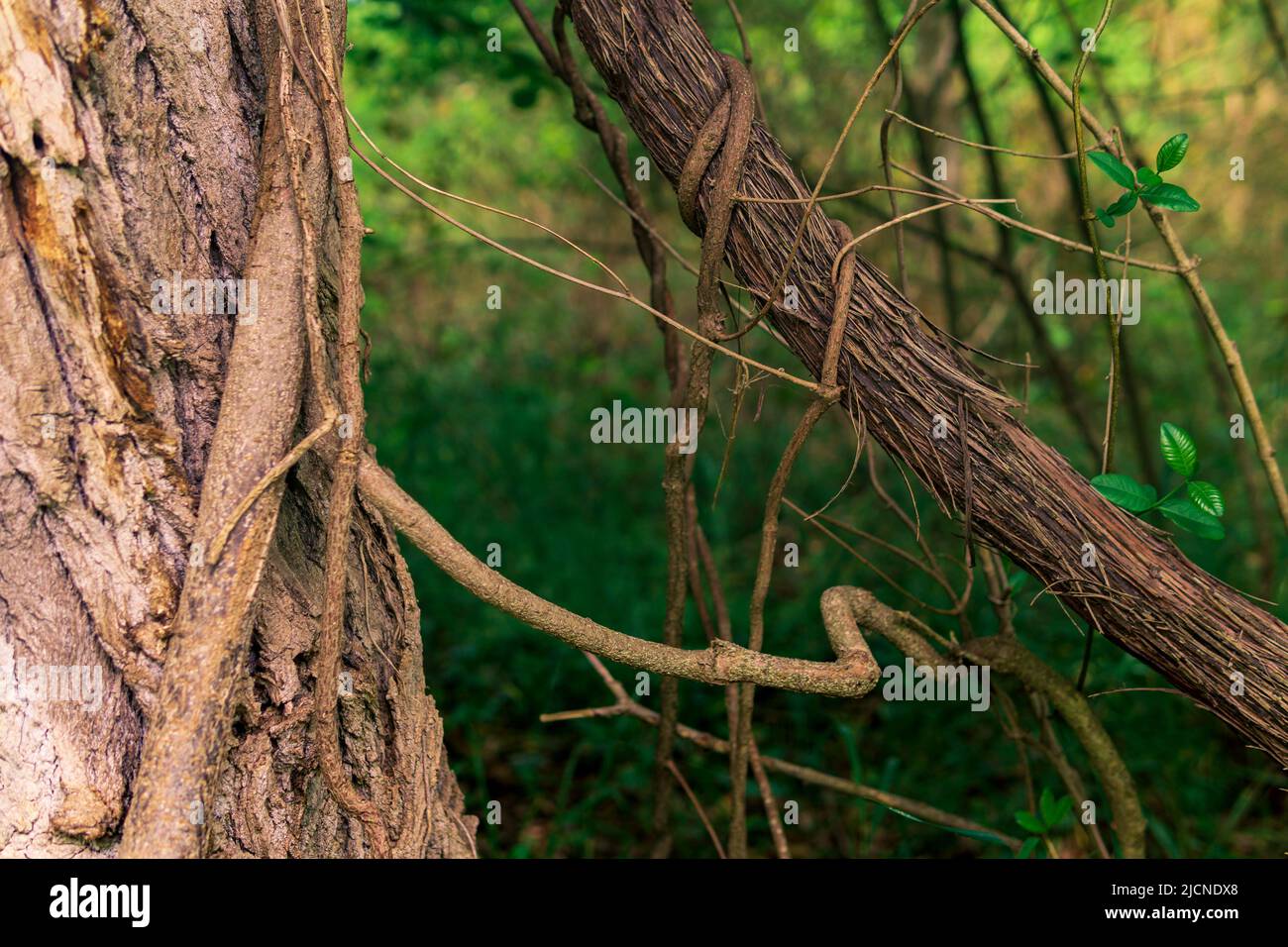 tallos de plantas trepadoras y trepadoras en un bosque subtropical cercano Foto de stock