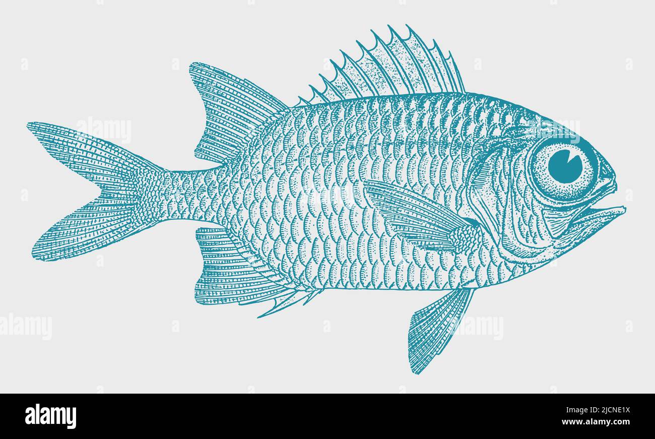 Pez solierfish miripristis violacea, pez marino tropical en vista lateral Ilustración del Vector