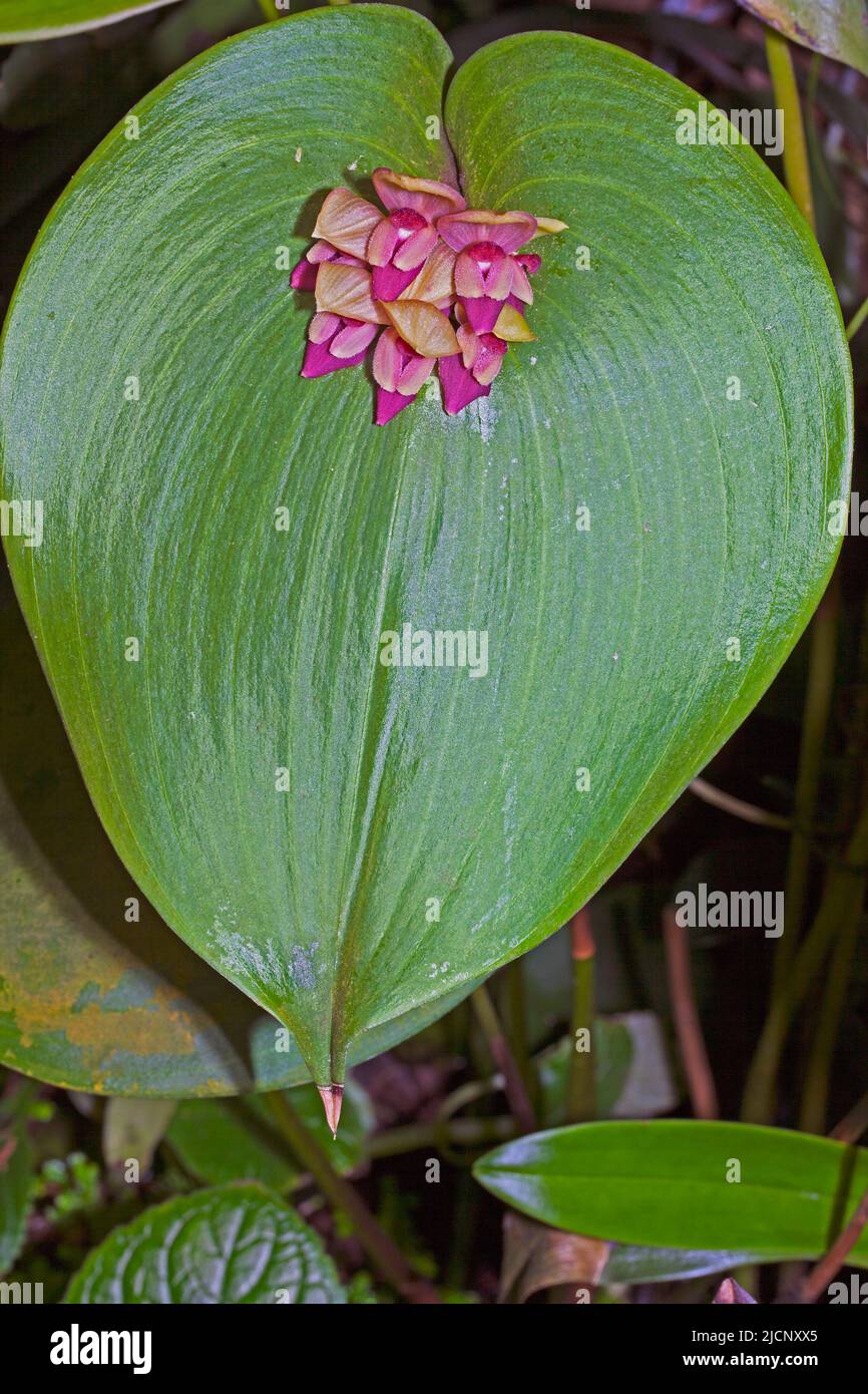 Orquídea Pleurothallis marthae. Pleurothallis es un género de orquídeas más  comúnmente conocido como orquídeas de bonete. Pleurothallis marthae muestra  cómo las flores generalmente pequeñas crecen de la base de la hoja. Su