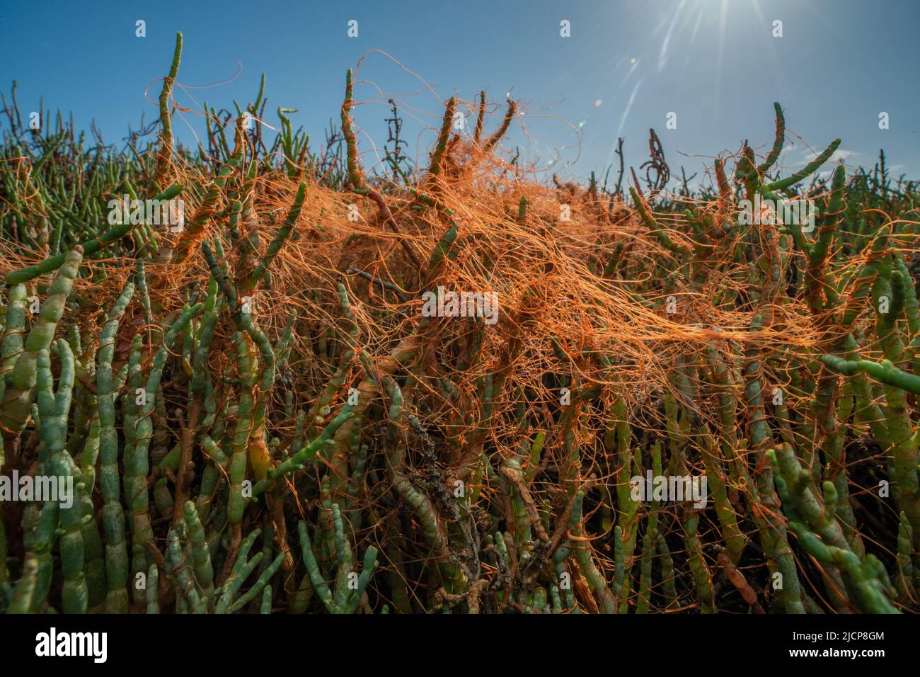 Goldenthread o Pacific Dodder (Cuscuta pacifica) es una planta parasitaria que crece en pickleed (Salicornia) en la costa del Pacífico de California, EE.UU. Foto de stock