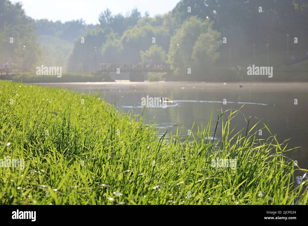 Vista a través de la hierba hasta el lago con patos nadando en el parque de verano bajo la luz del sol. Paisaje brumoso con colores suaves de la naturaleza Foto de stock