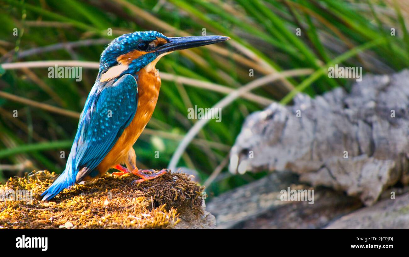 Kingfisher, Alcedo athis,Tajo, Parque Nacional de Monfragüe, SPA, Zepa, Reserva de la Biosfera, en la provincia de Cáceres, Extremadura, España, Europa Foto de stock