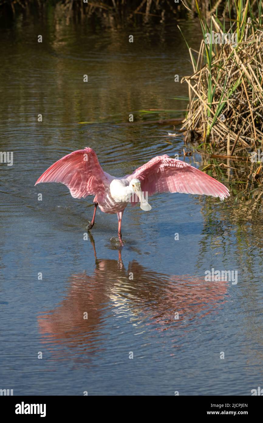 Un pico de la rosa, Platalea ajaja, estirando sus alas y corriendo en un pantano pantano. South Padre Island Birding Center, Texas. Foto de stock