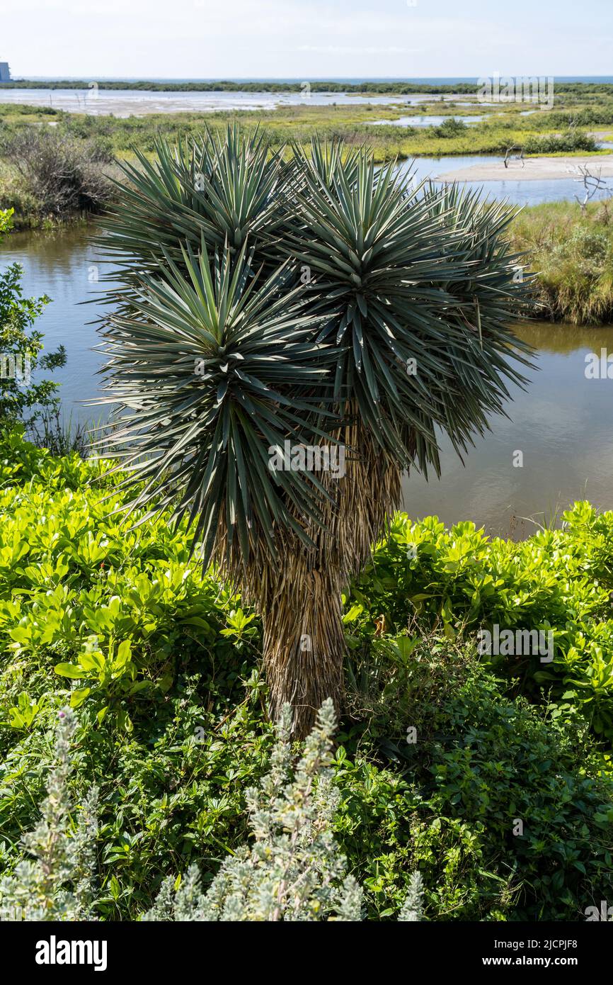 Bayoneta española o daga española, Yucca treculeana, en el South Padre Island Birding Center, Texas. Foto de stock
