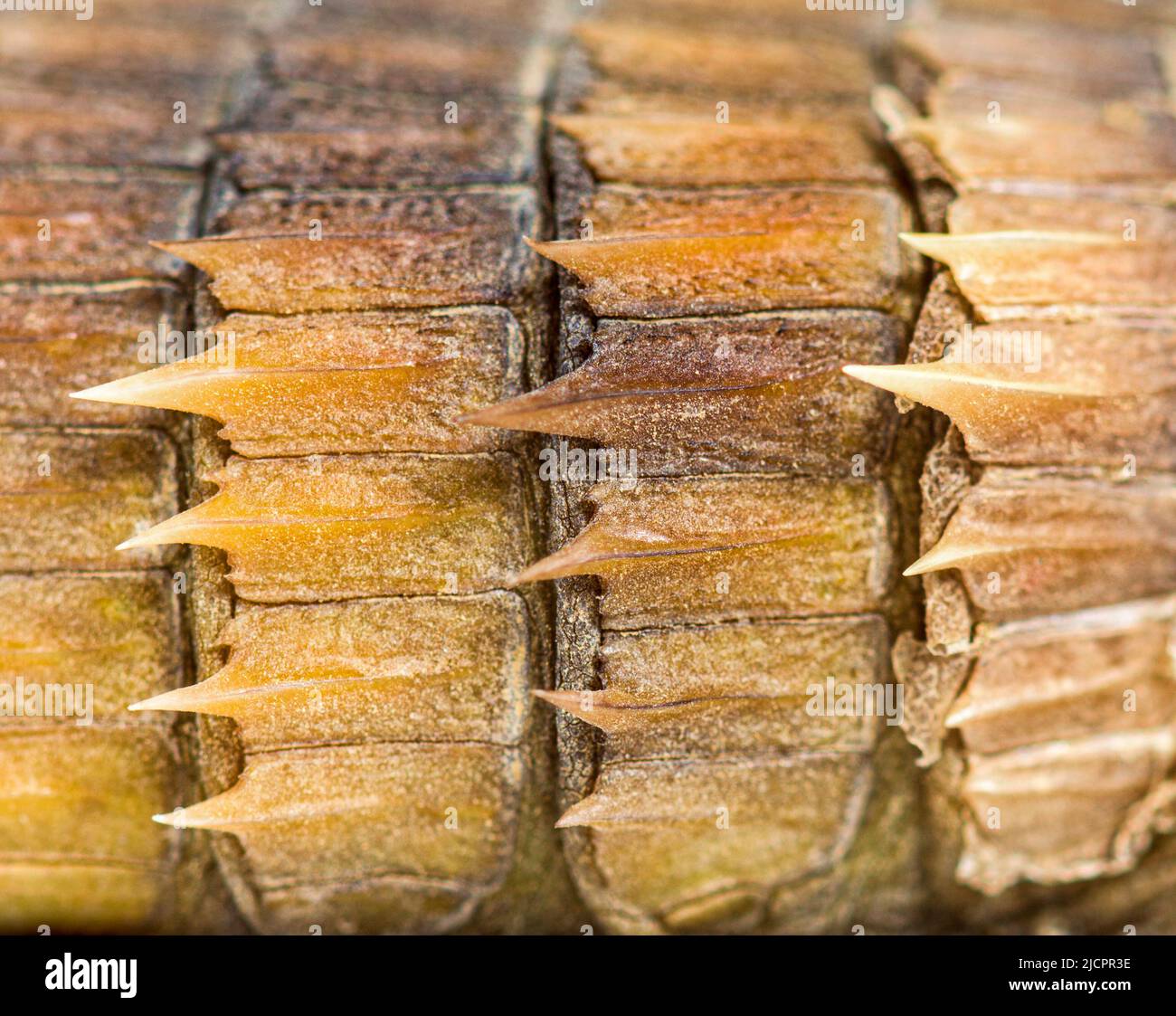 Lagarto de armadillo, Ouroborus cataphractus, aislado sobre blanco Foto de stock
