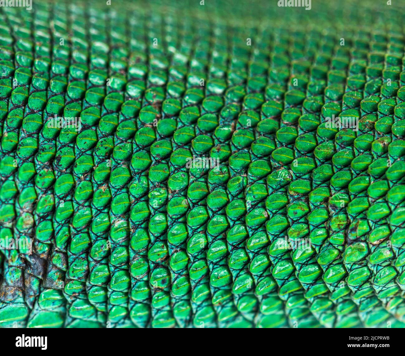Macro de escamas de lagarto verde con quilla, Gastropholis prasina, aislado sobre blanco Foto de stock