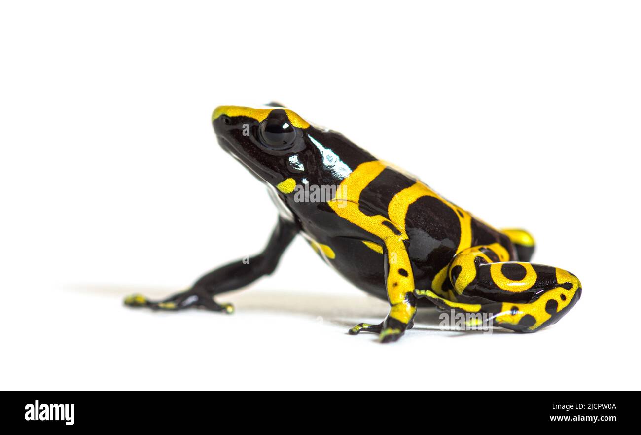 Rana de dardo venenosa de bandas amarillas, Dendrobates leucomelas Foto de stock