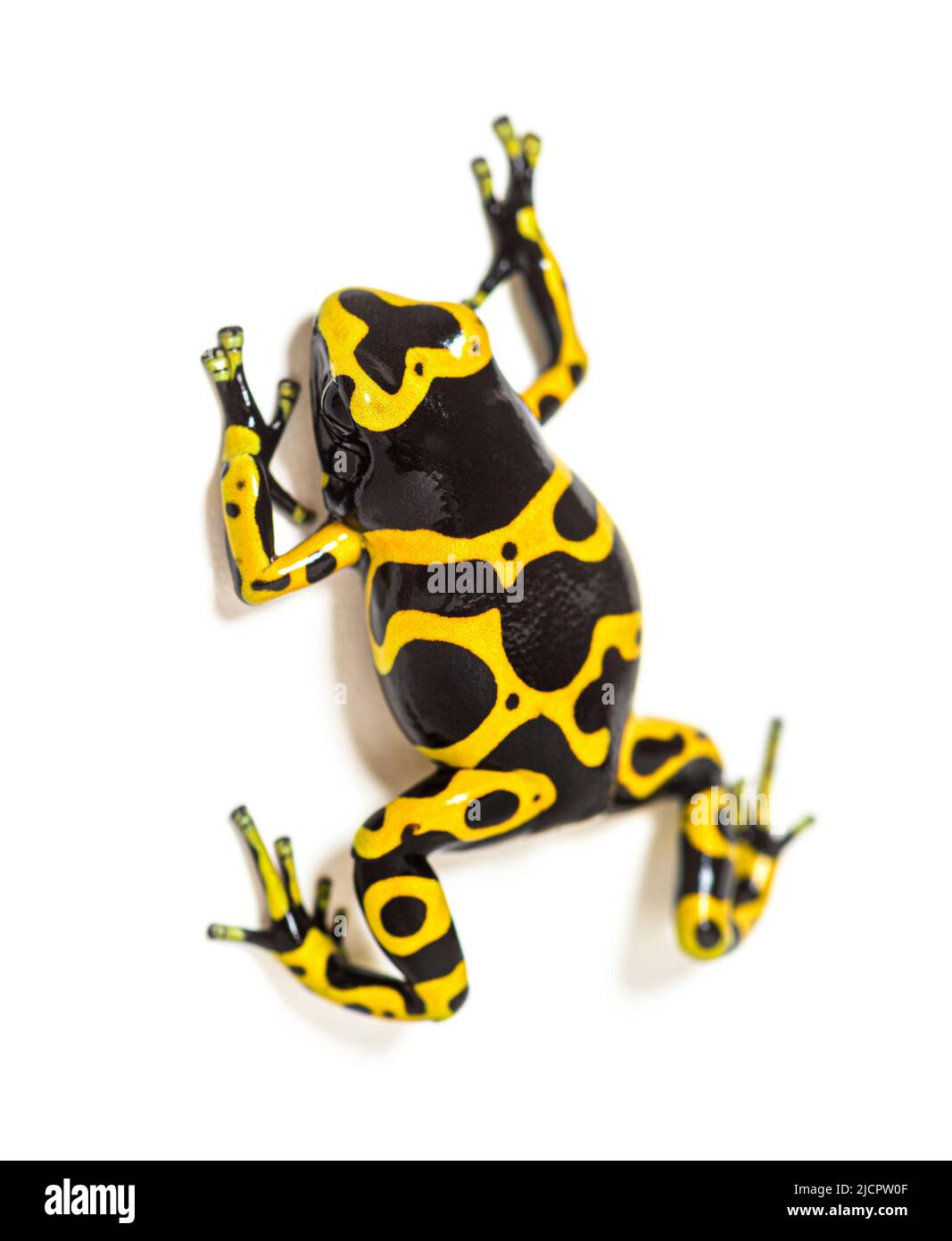 Vista alta de la rana de dardos venenosos de bandas amarillas, Dendrobates leucomelas Foto de stock