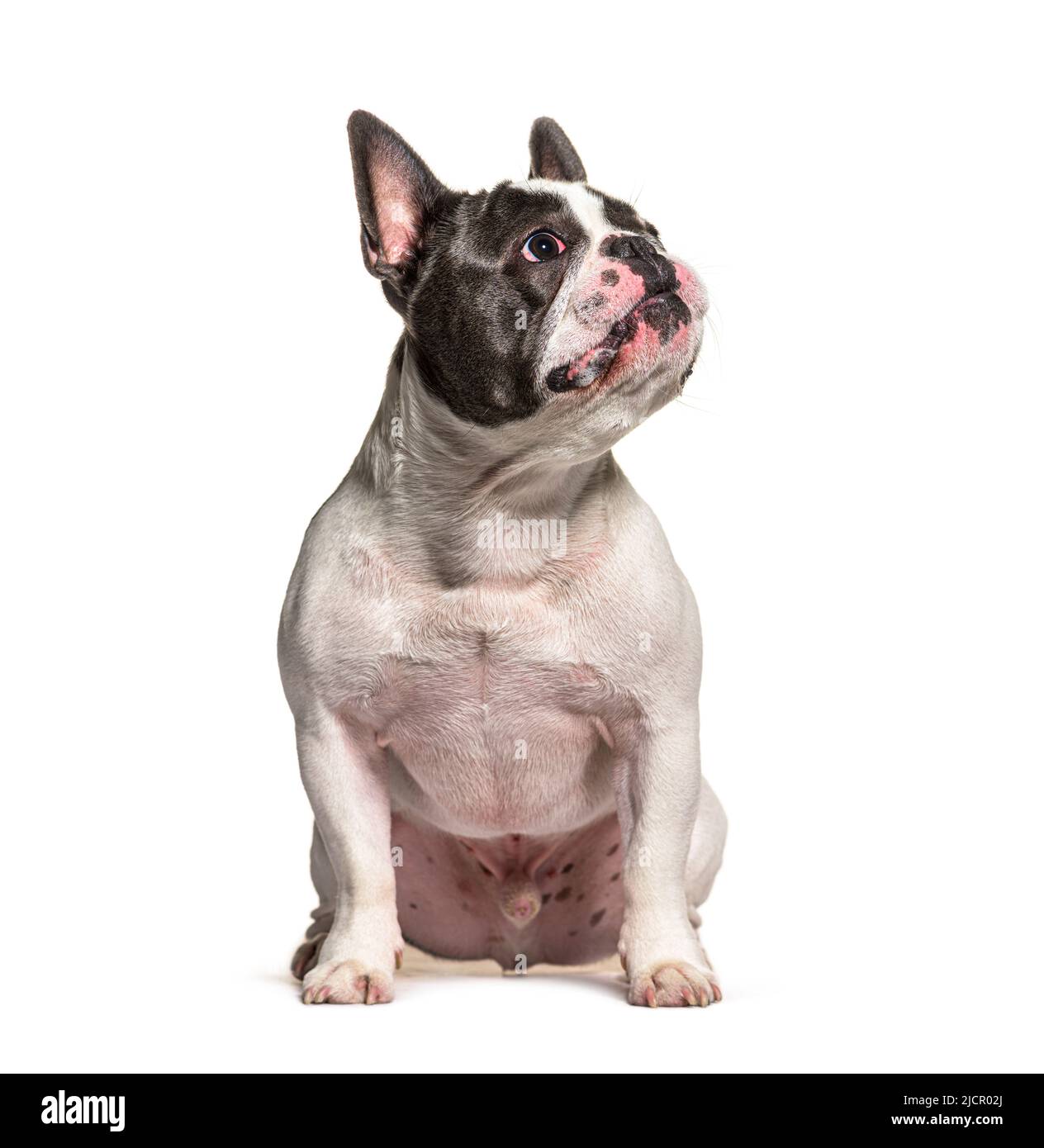 Bulldog francés mirando hacia arriba, sentado frente a fondo blanco Foto de stock
