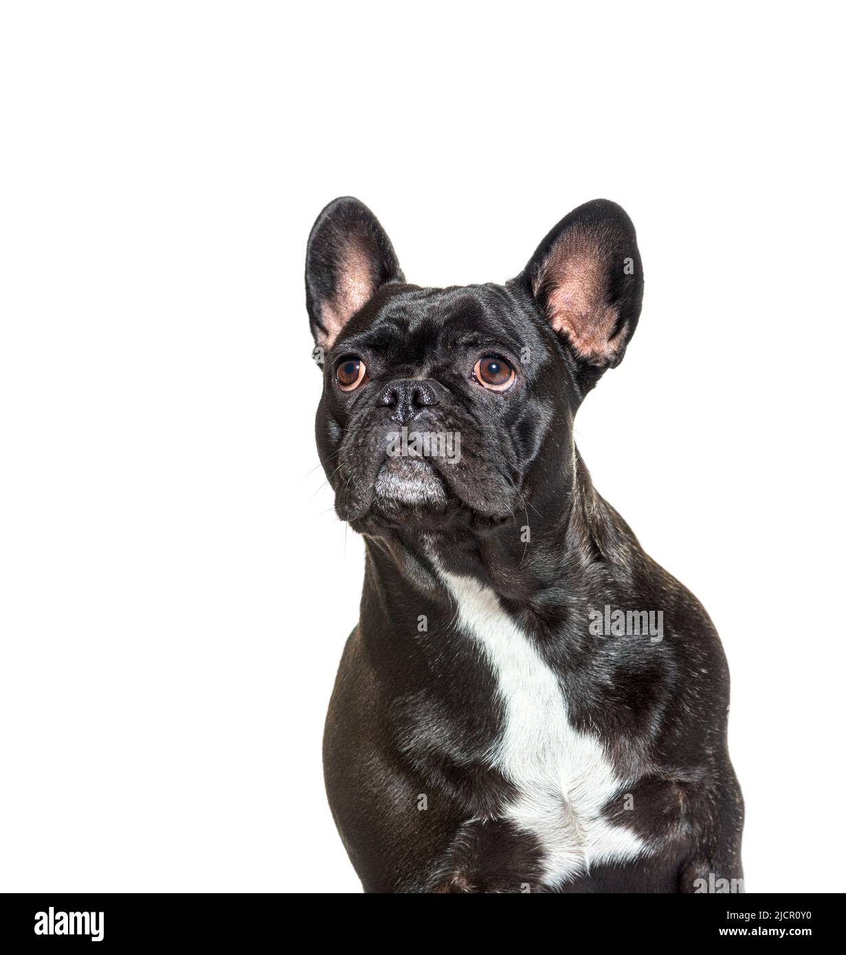 Retrato, foto de un Bulldog francés mirando hacia arriba, aislado sobre blanco Foto de stock