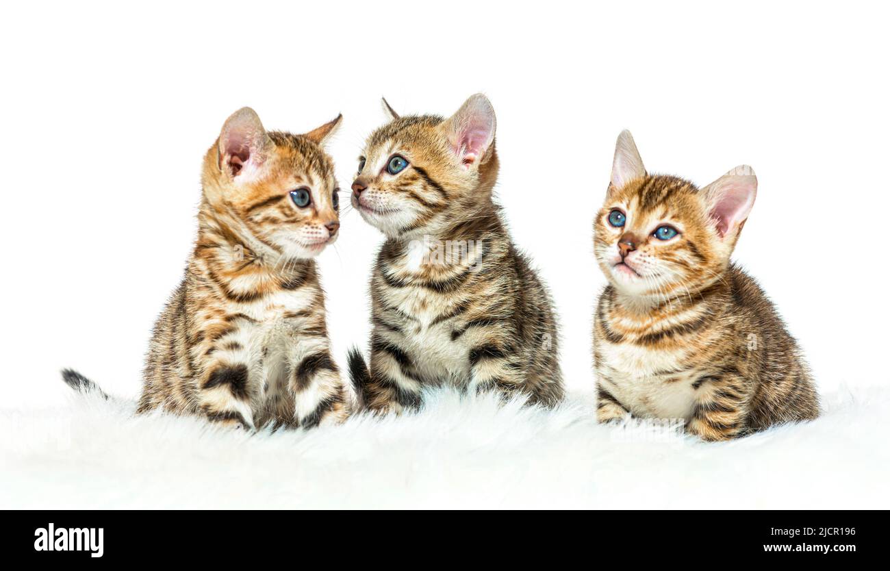 Tres gatitos bengal sentados juntos en fila, aislados sobre blanco Foto de stock