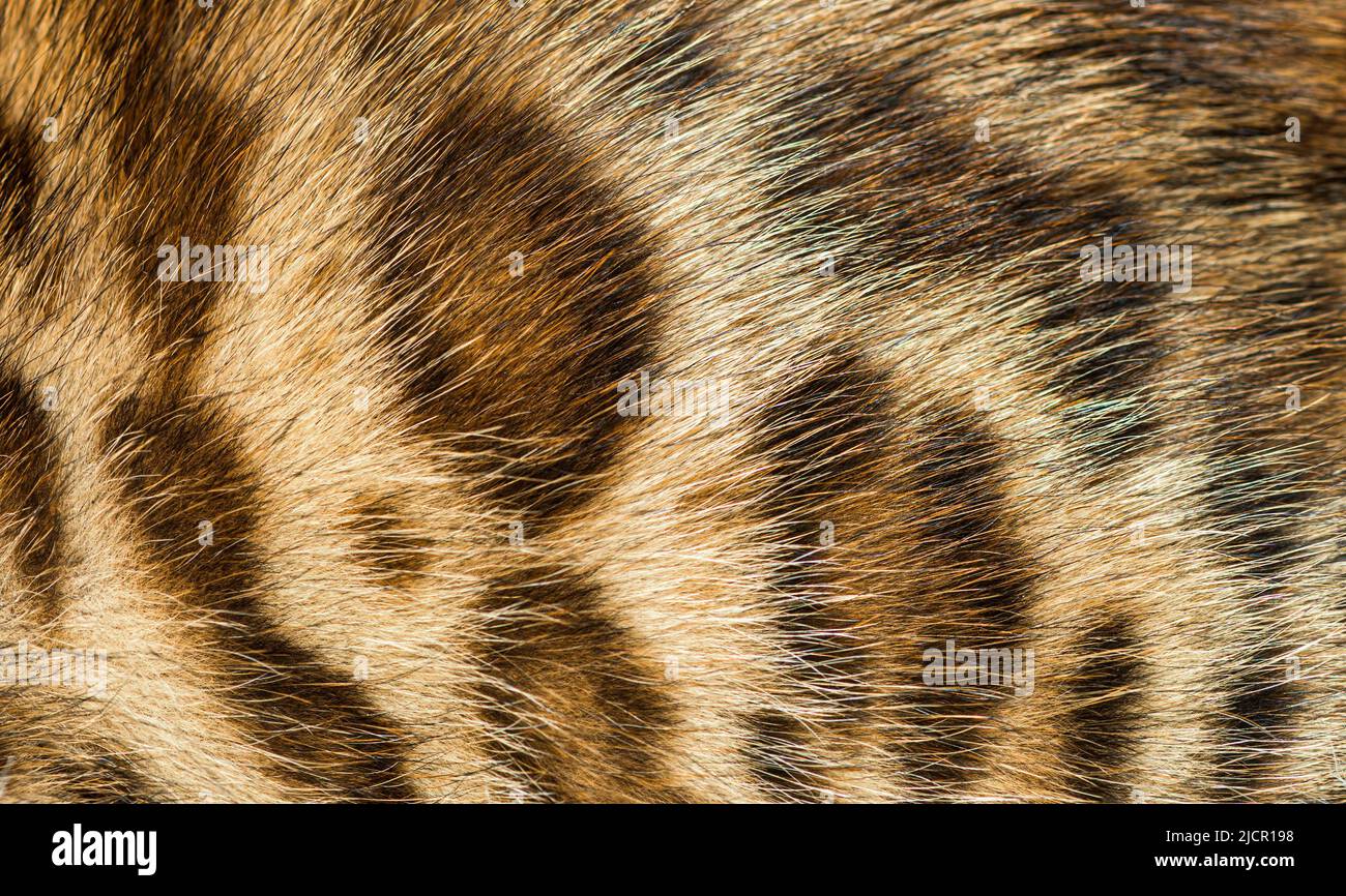 Primer plano sobre el pelo de gato de Bengala, fondo animal Foto de stock