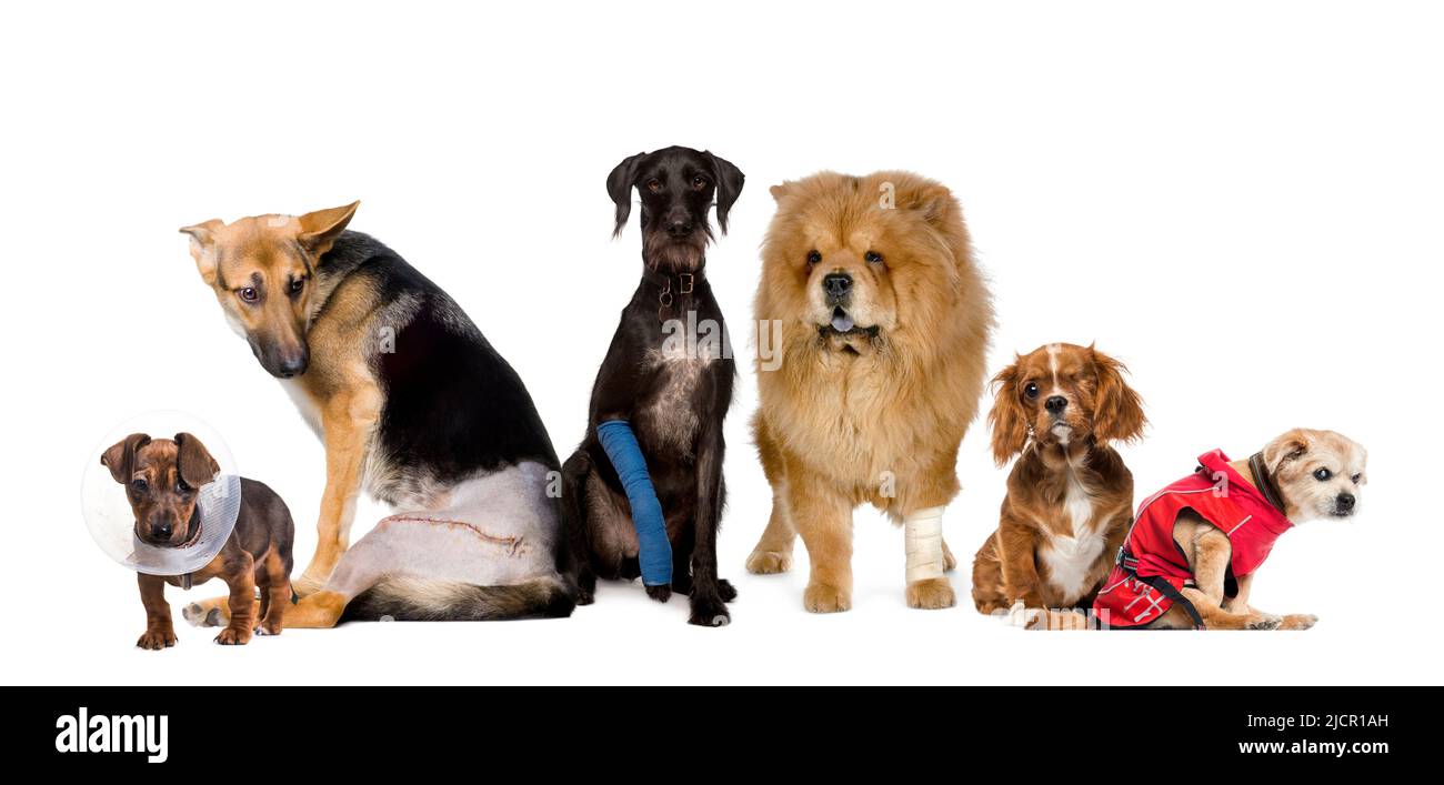 Perros para discapacitados fotografías e imágenes de alta resolución