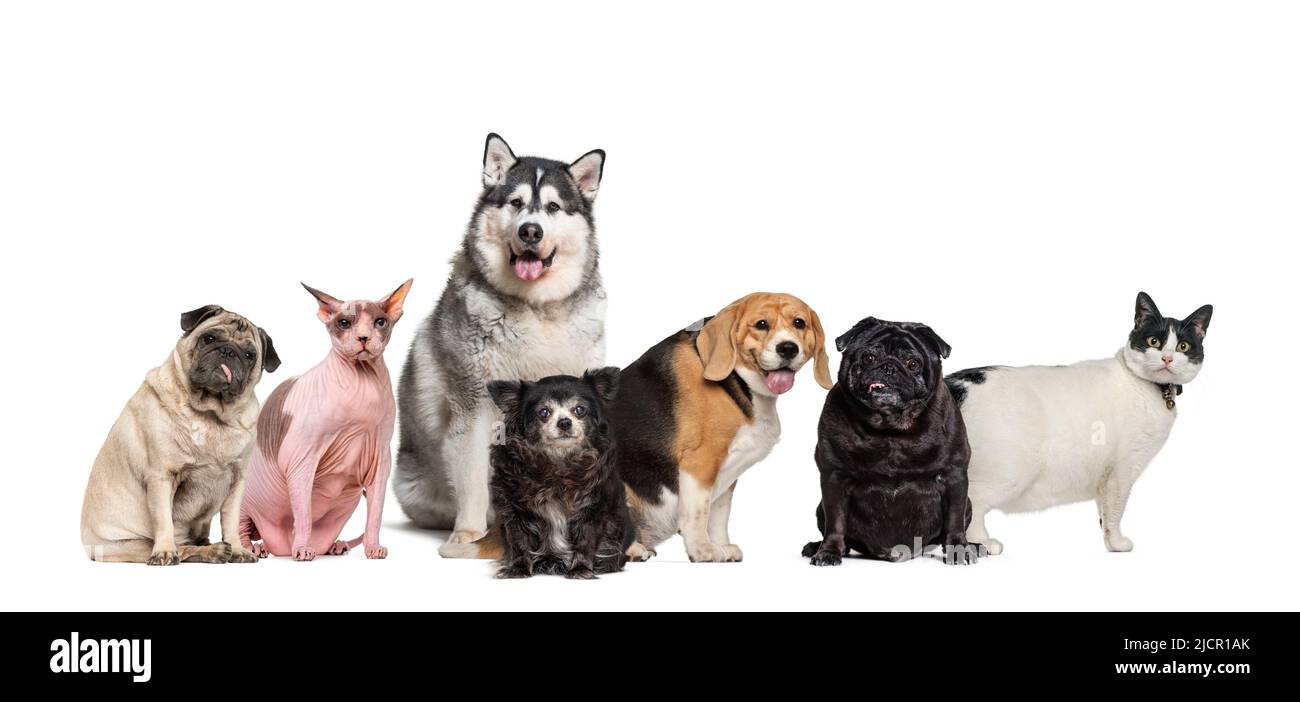 Grupo de mascotas gordas, obesas y viejas, perros y gatos en fila, aisladas sobre blanco Foto de stock