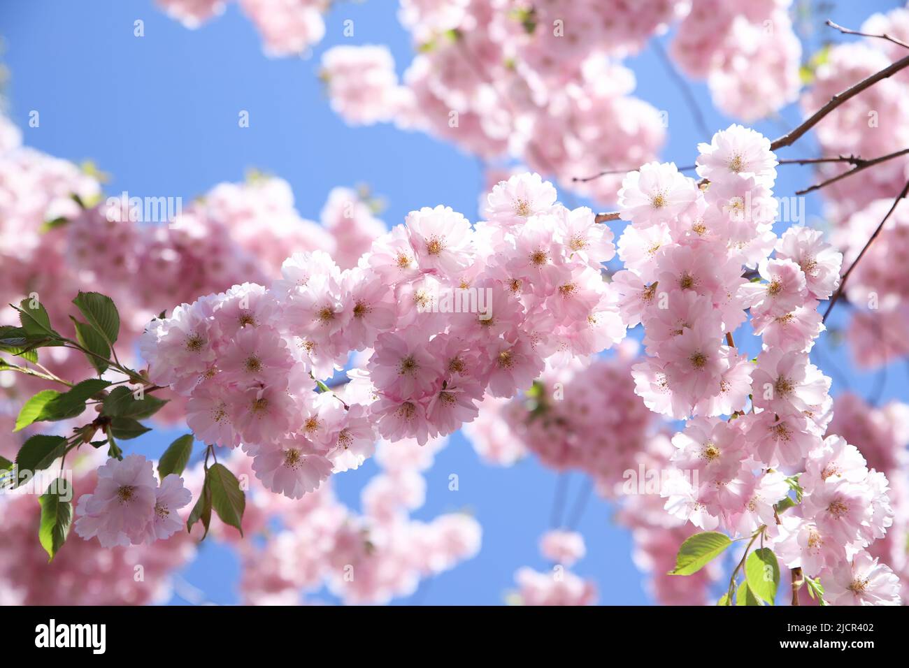 Flor de sakura rosa florece en el cielo azul. Flor de cerezo. Hermosa  textura de fondo, primavera Fotografía de stock - Alamy