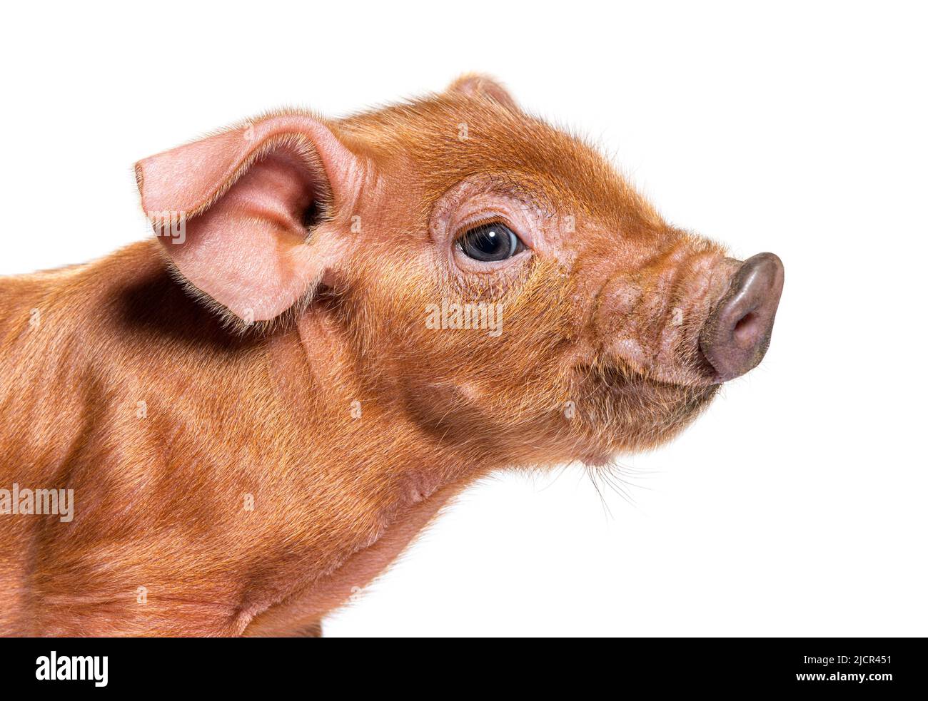Retrato primer plano de una cabeza de cerdo joven (raza mixta), aislado Foto de stock