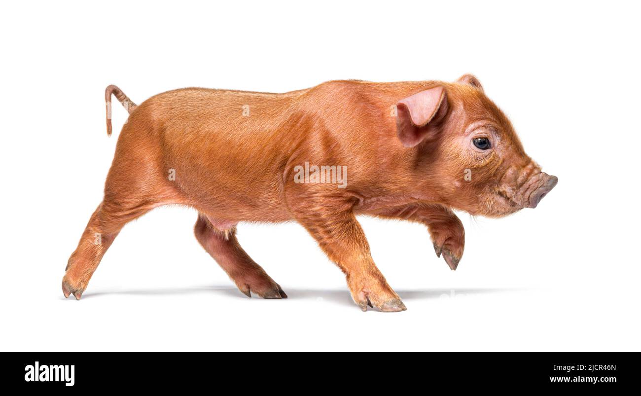 vista lateral de un joven cerdo caminando (raza mixta), aislado Foto de stock