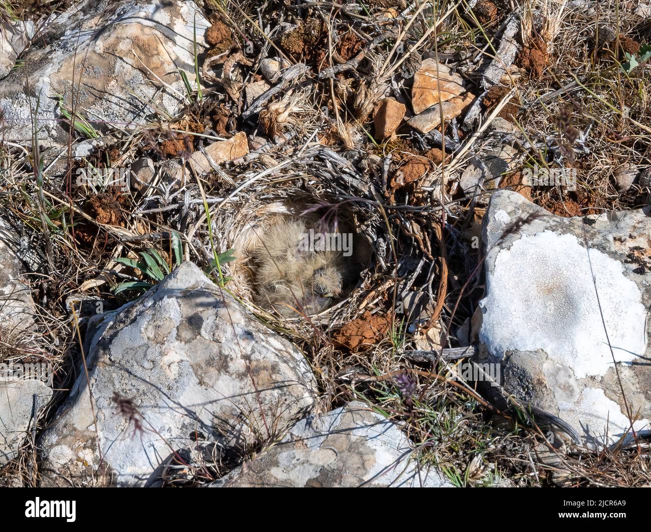 Un nido de pájaros con polluelos diminutos en el suelo rocoso. Gaziantep, Türkiye. Foto de stock