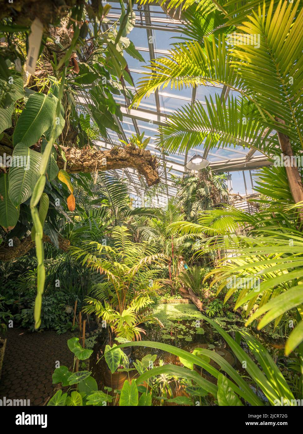 Exuberantes plantas verdes en un invernadero tropical. Foto de stock
