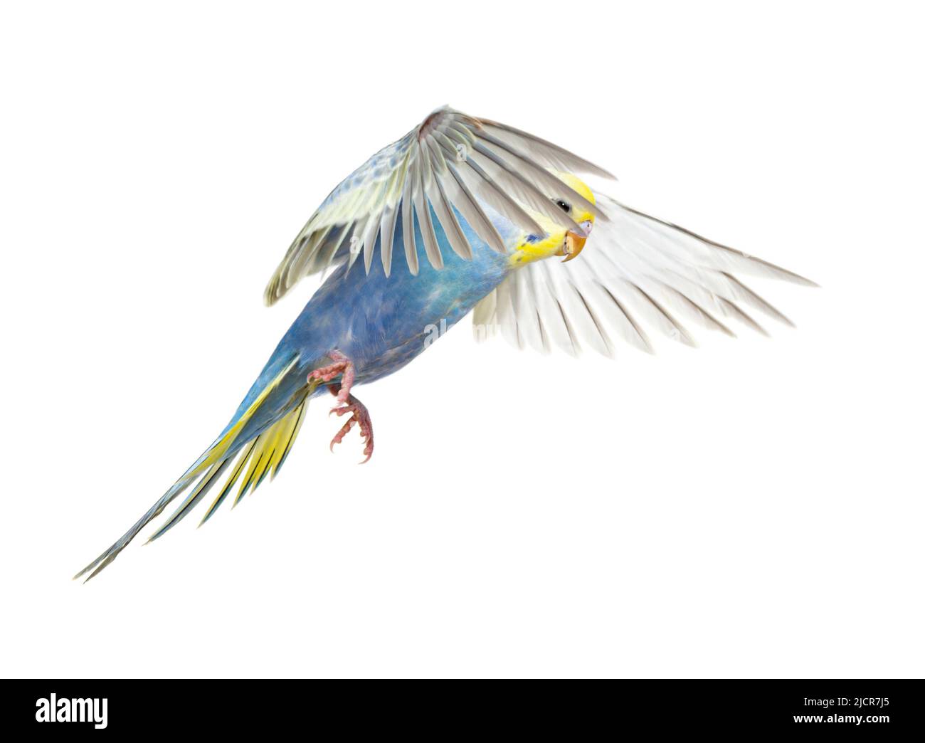 Vista lateral de Budgerigar pájaro volando, coludation arco iris azul, aislado en blanco Foto de stock