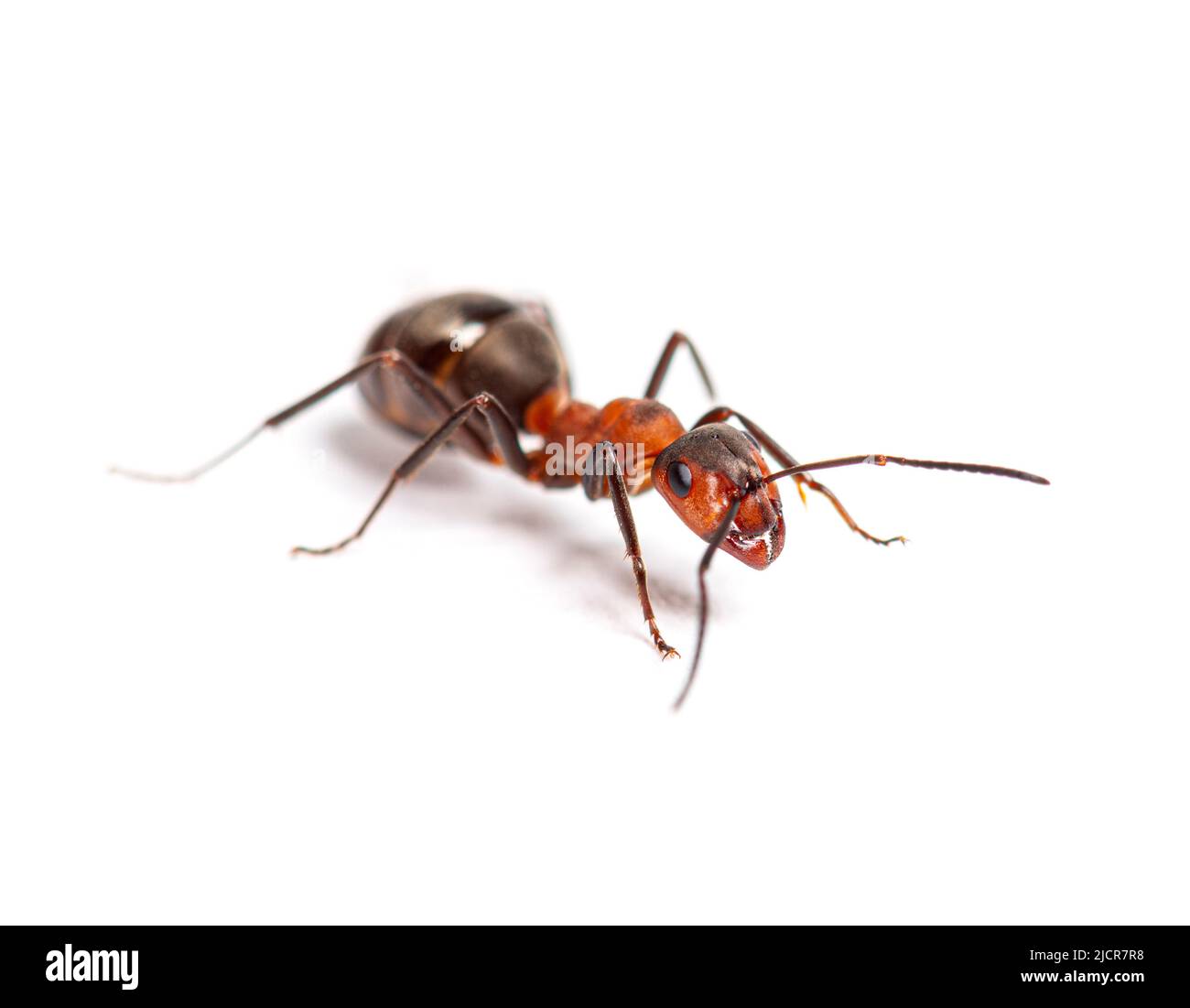 Hormiga de madera roja - Formica rufa o hormiga de madera del sur, aislada sobre blanco Foto de stock